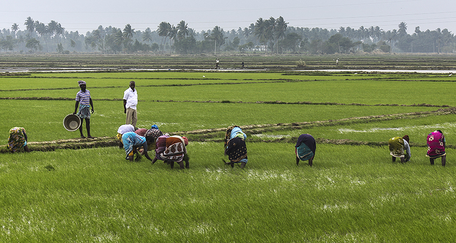 Weeding the Fields 4-Kumbakkonam